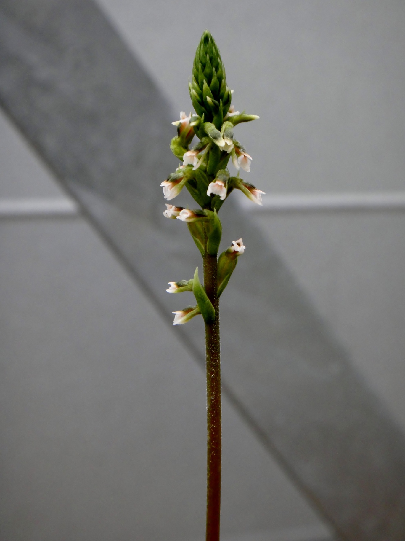 Cyclopogon elatus (Swartz) Schlechter